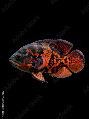 Vibrant tiger Oscar fish, isolated on black background.