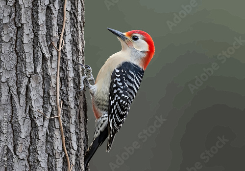 Quadro su tela Redbellied woodpecker perched on a tree trunk