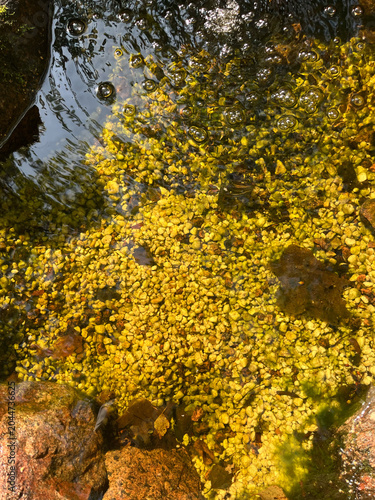 yellow moss on the rock