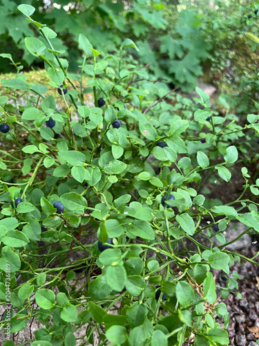 green leaves in the forest