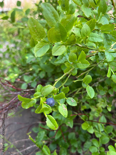 green leaves in the garden