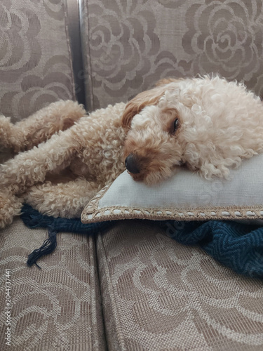 puppy in a bed