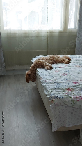 dog in a bedroom