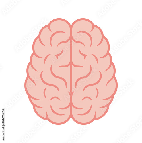 Fotografía Human Brain Anatomy