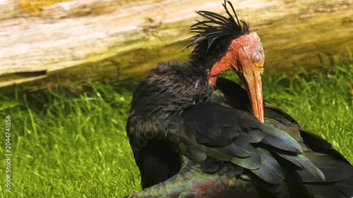 Close up of a northern bald Ibis bird or Waldrapp resting on a meadow on a sunny day in spring