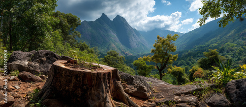 tree stump in the mountain