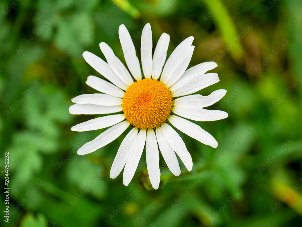 Fototapeta premium A flower of the common daisy (Leucanthemum vulgare) in a meadow, making for a beautiful nature wallpaper. Taken in Tremosine.