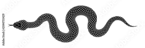 Black snake coiled on white, tongue flicking