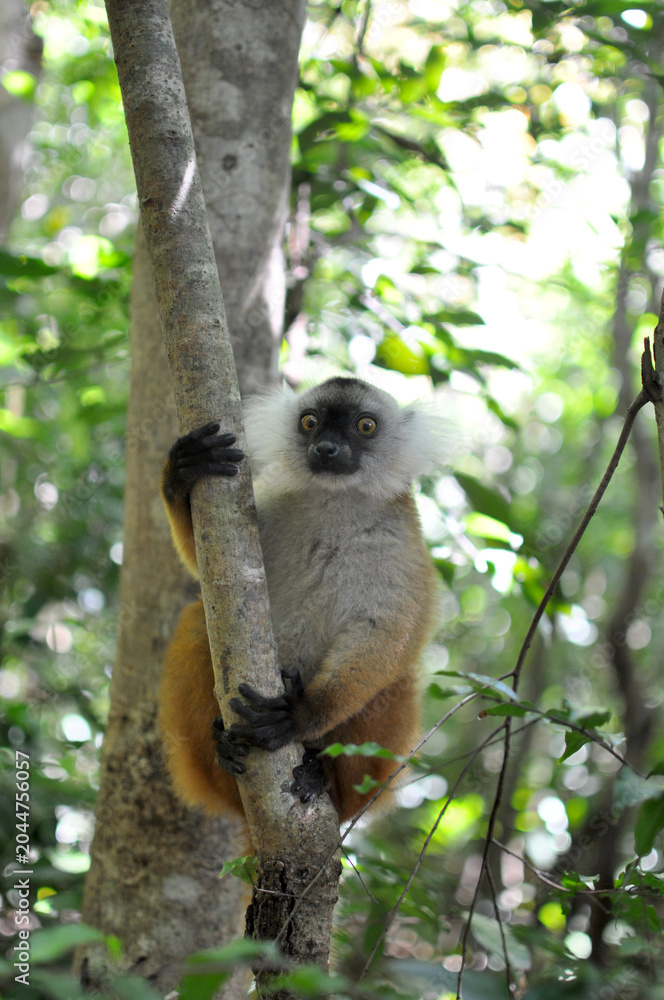 Obraz premium A female Black Lemur (Eulemur Macaco) perched on a tree branch in Nosy Komba forest, Madagascar