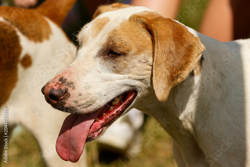 Foto Portrait of a Foxhound. Fox Hunting Dog.