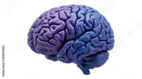Detailed anatomical human brain model displayed against solid studio lighting isolated on transparent background.