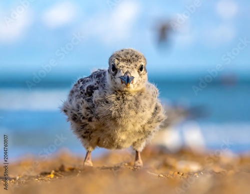 Fluffy Juvenile Seabird Standing on Sandy Beach with Blue Ocean Background