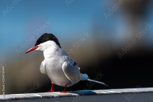 Küstenseeschwalbe am Eidersperrwerk im Frühjahr.