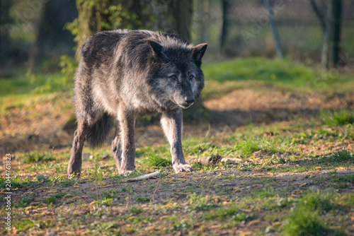 View on a wolf in the forest