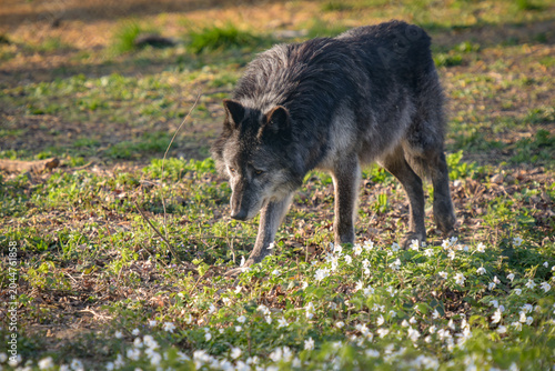 View on a wolf in the forest