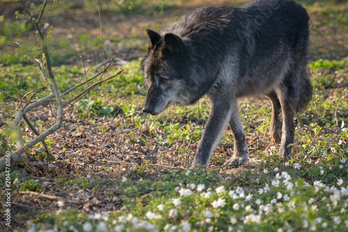 View on a wolf in the forest