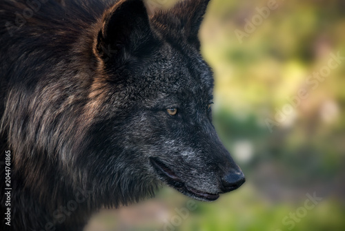 beautiful portrait of a wolf in the forest