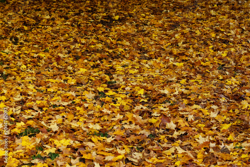 Carpet of fallen autumn leaves on the ground. Countryside in fall. 