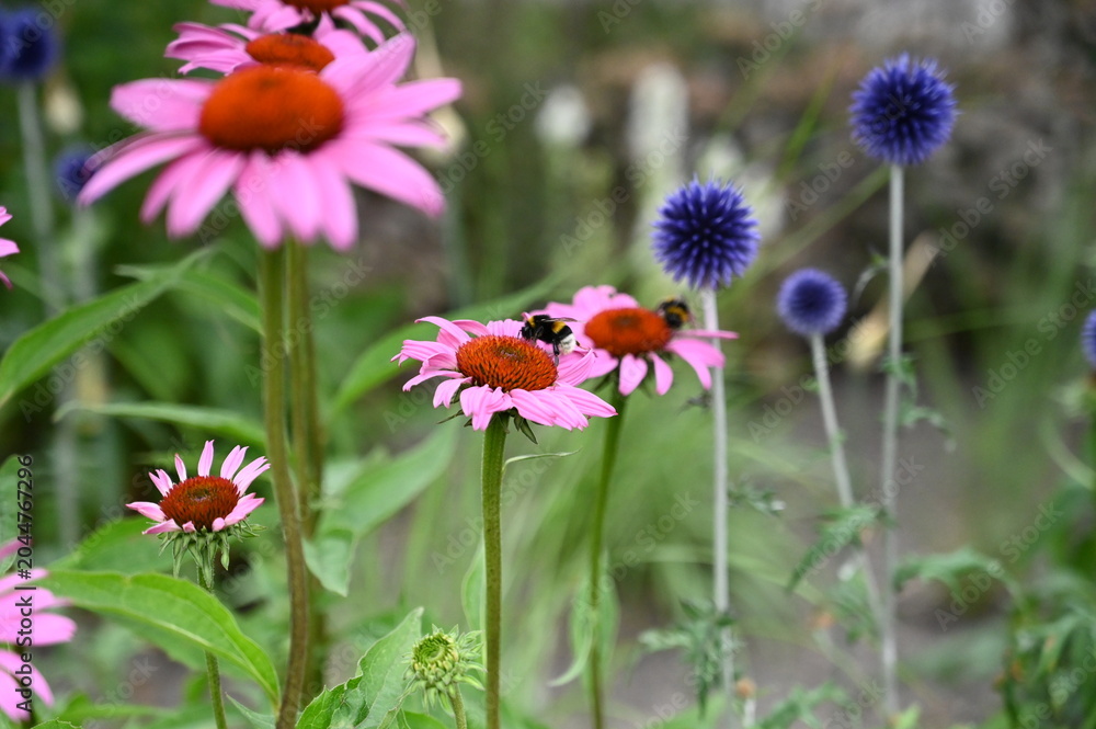 Fototapeta premium Bumblebees on pink flowers