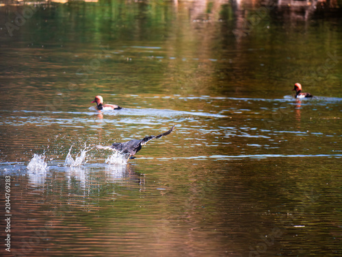 ducks on the lake