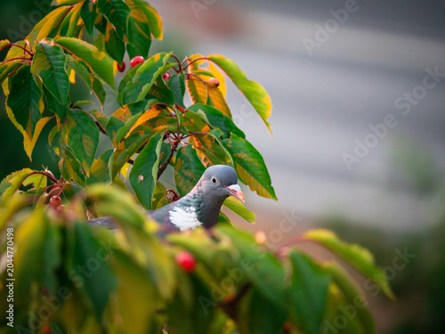 Dove on the branch