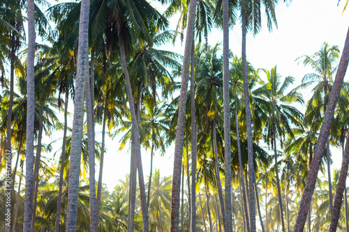 A dense grove of tall, slender coconut palm trees standing high against a bright, overexposed tropical sky