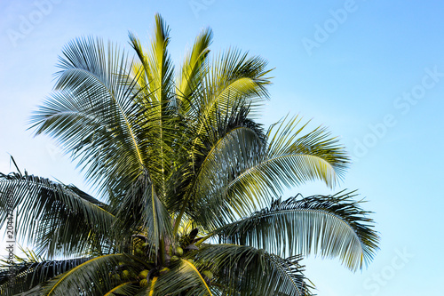 A close-up shot of the lush green crown of a single coconut palm tree reaching up into a clear blue sky
