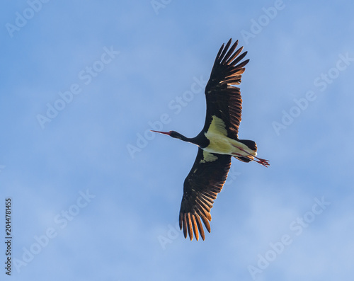 black stork (Ciconia nigra) flying