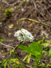 Close up of a bee pollinating a white wild carrot flower, macro shot of insect on cow parsnip blossom.