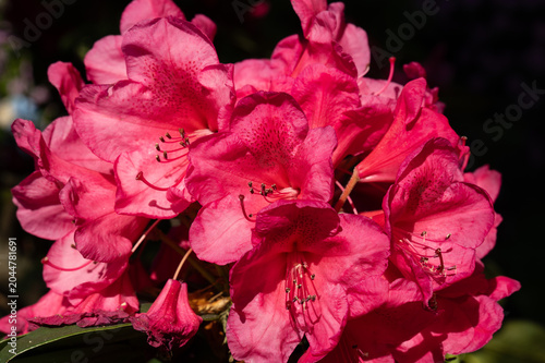 Tableau sur toile Close-up of vibrant pink rhododendron flowers blooming in the garden