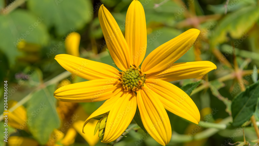 Obraz premium Close up of a vibrant Jerusalem artichoke flower blooming beautifully under the bright summer sunlight
