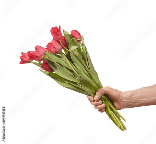 Female hand holding bouquet of red tulip flowers arranged diagonally with green stems and leaves isolated white background. Directional composition highlighting bright color and flow clearly