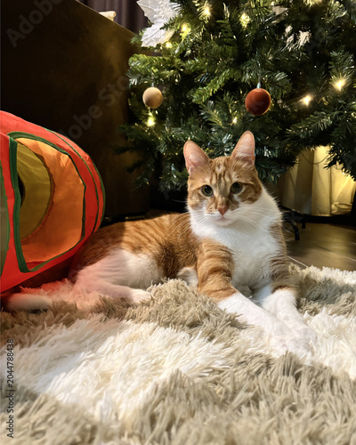 Fotografie Beautiful ginger and white cat lying on a fluffy carpet next to a toy tunnel, fe