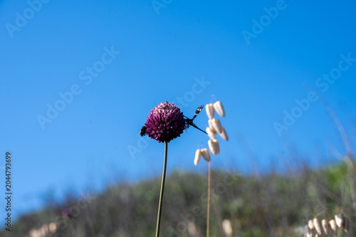 A burnet moth butterly and a bug on a flower
