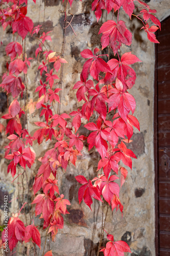 Red ivy on an old wall