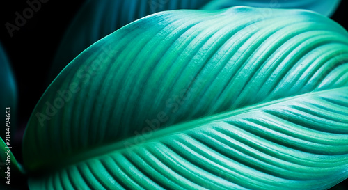 Close-up detail macro texture bright blue green leave tropical forest plant spathiphyllum cannifolium in dark nature background.Curve leaf floral botanical abstract desktop wallpaper