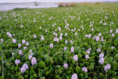 Schilderij op canvas Wide angle landscape of vast lake covered with blooming purple water hyacinth fl
