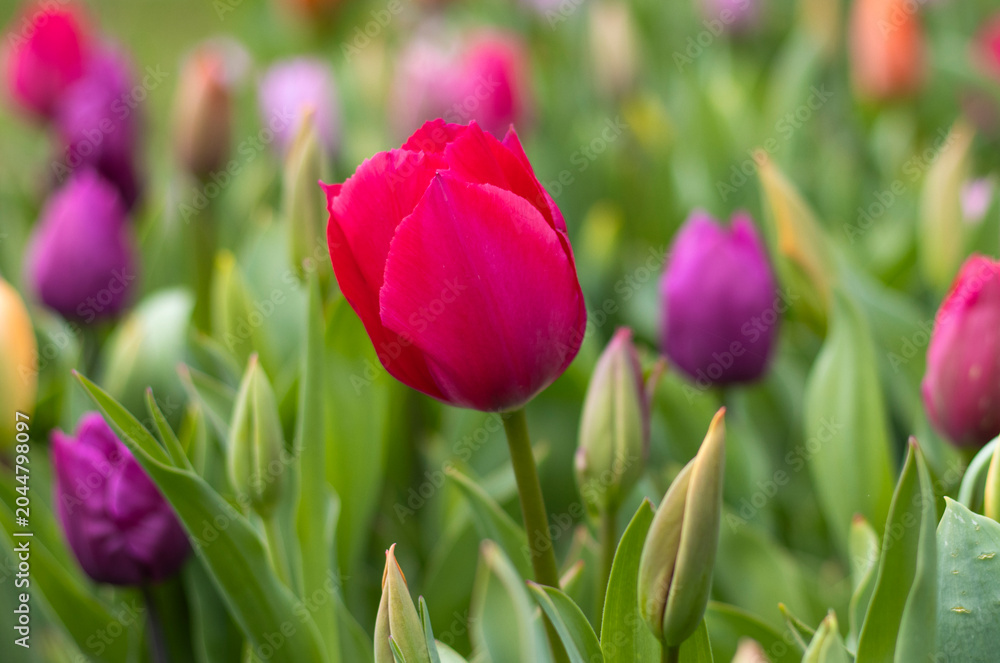 Naklejka premium Pinke Tulpen