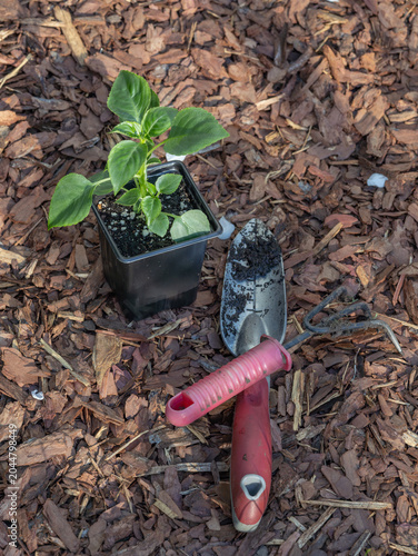 Gardening tools and a young plant ready for transplanting into soil