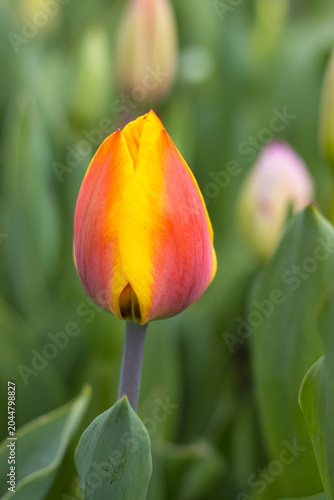 Orange Tulpe