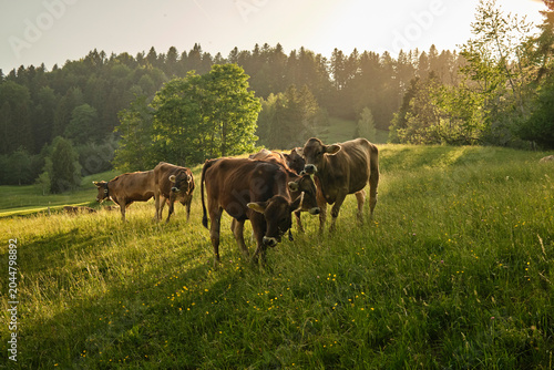 Curious Young Cow Calvesin moody sunset light on Alpine pasture in the Allgaeu Alps, Bavaria, Germany