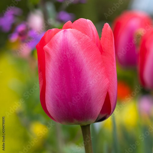 Tulpen