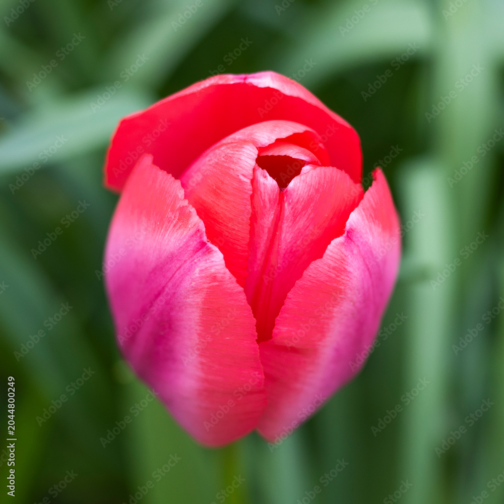 Fototapeta premium Pinke Tulpen