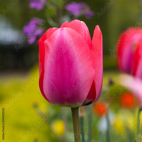 Pinke Tulpen