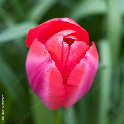 Pinke Tulpen