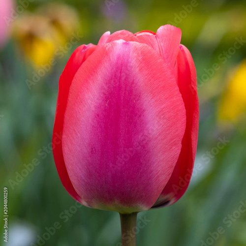 Pinke Tulpen