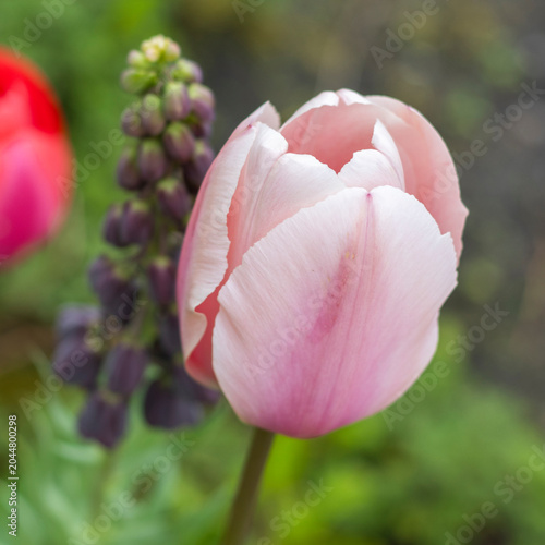 Rosa Tulpe
