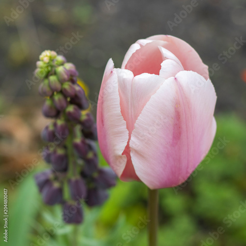 Rosa Tulpe