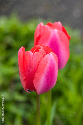 Pinke Tulpen