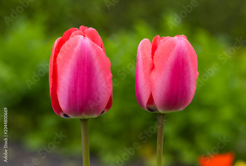 Pinke Tulpen